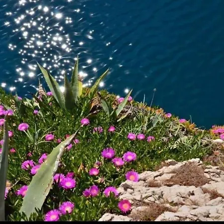 Ivo Pink *